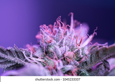 Cannabis Flower Macro