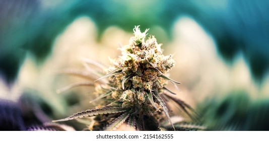 cannabis flower on spin blur background. Manifestations of intoxication from cannabis flowers containing THC and CBD.