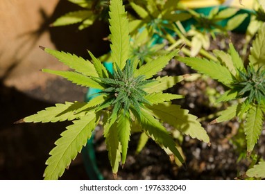 Cannabis Flower Top View, Potted Medicinal Marijuana Plant. Medicinally Used Plant With Many Medicinal Uses