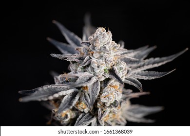 Cannabis Flower Trichomes on Indoor Commercial Marijuana Legal Dispensary Macro High THC Strains Large Bud Harvest