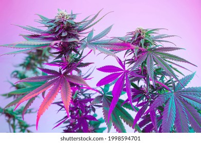 Cannabis Flowering Plants In Purple Neon Color. Fresh New Look On Marijuana Agricultural Strain. Colorful Vibrant Hemp Background. Good For Cosmetic Banner, Coffeeshop, Seeds Label Design.