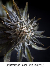 Cannabis Flowers Against A Black Backdrop. Untrimmed Cannabis.