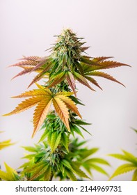 Cannabis Flowers (white Critical Strain) Ready To Harvest Isolated Over White Background