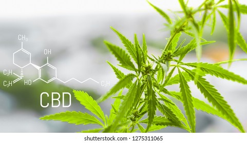 Cannabis of the formula CBD cannabidiol. Concept of using marijuana for medicinal purposes