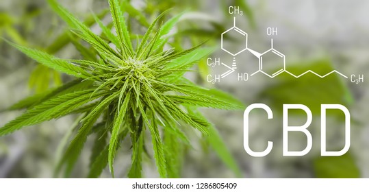 Cannabis of formula CBD. Structural model of cannabidiol molecule. Healing marijuana concept