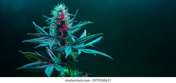 Cannabis fowering plant on dark green background. Long horizontal banner with marijuana hemp in colored light with purple hue. Coseup photo with cannabis bud in modern style with empty place for text