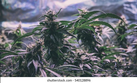 Cannabis Garden Indoor. Marijuana Plants In An Indoor Grow Operation.