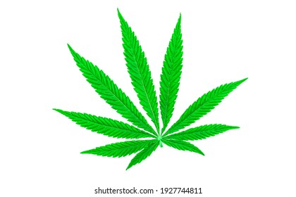 Cannabis Green Leaves Isolated On White Stock Photo 1927744811 ...