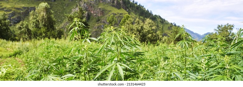 Cannabis Green Plant. Anti Law Herb. Cbd Field. Hemp Garden. Medicine Outdoor Background. Drug Agriculture. Smoking Nature Farm. Oil Weed. Science Culture. Mountain