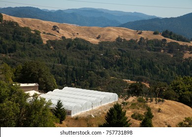 Cannabis Greenhouse In Humboldt County