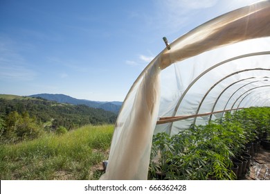 Cannabis Greenhouse Overlooking Humboldt County