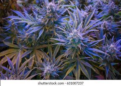 Cannabis Grow, Kush Strain