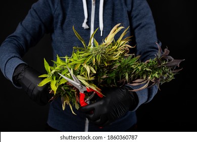 Cannabis Harvesting Shears Trimming, Medical Marijuana Branches