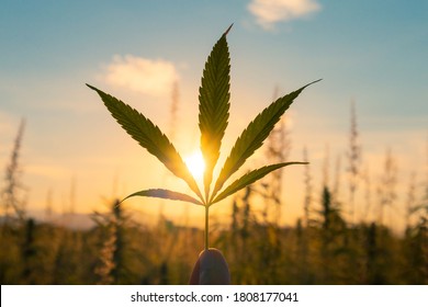 Cannabis or hemp plants growing on field. Sun shining through marijuana leaves. Marijuana for cannabidiol.