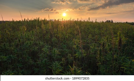 Cannabis or hemp plants growing on field for cannabidiol production at sunset.