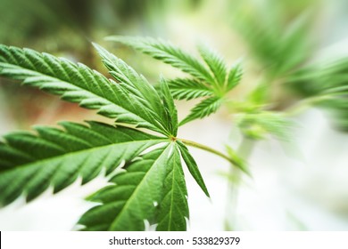 Cannabis High Quality 