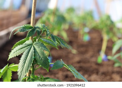 Cannabis Hoop House Growing Operation With Young Plants