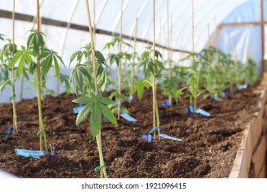 Cannabis Hoop House Growing Operation With Young Plants