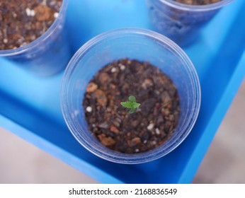 Cannabis in the house is growing.  planted in plastic cups
