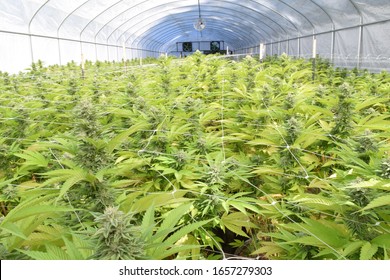 298 Humboldt County Cannabis Images, Stock Photos & Vectors | Shutterstock