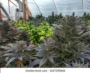 298 Humboldt County Cannabis Images, Stock Photos & Vectors | Shutterstock