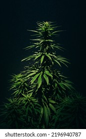 Cannabis Indica Plant With Big Leaves On Black Background