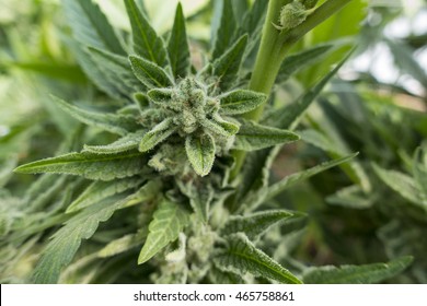 Cannabis Indica Plant Close-up on Buds Growing on the Stem
