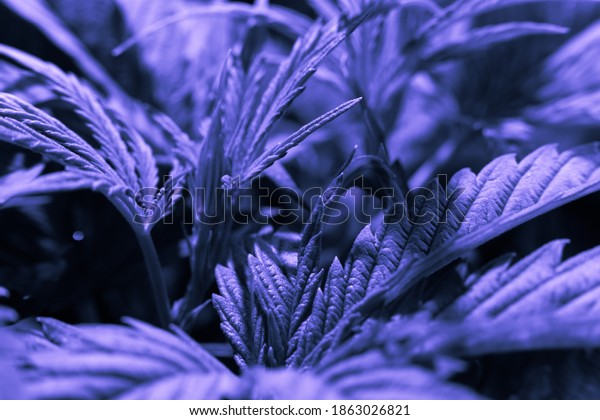 Cannabis Indica White Background Cultivation Cannabis Stock Photo ...