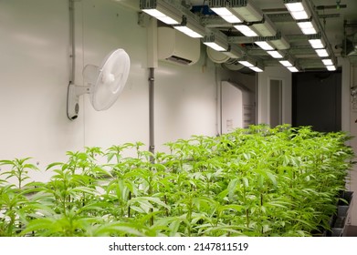 Cannabis indoor cultivation, is a special technique to grow plants by artificial lighting. Led illumination.

 - Shutterstock ID 2147811519