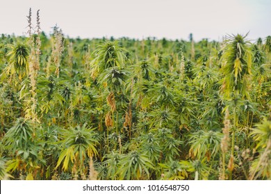 Cannabis Industrial Field In Late Summer In Canada Saskatchewan