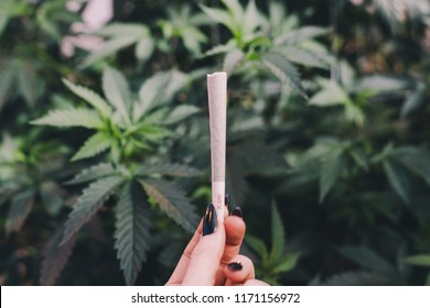 Cannabis Joint In A Garden