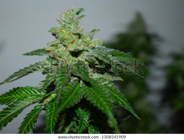 Cannabis Large Growing Bud Indoor Closeup Stock Photo Edit Now