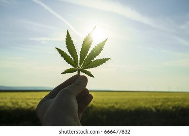 Cannabis leaf against the sky. Hand holding a marijuana leaf on a background of blue sky. Background of the theme of legalization and medical hemp in the world. Green cannabis on marijuana field farm
