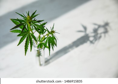 Cannabis leaf and bush in vitro. Cannabis cultivation concept for oil, medical purposes.