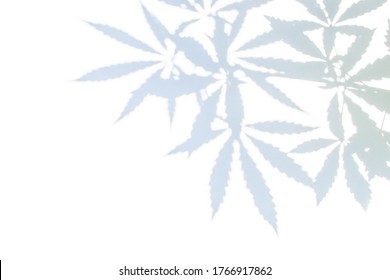 Cannabis Leaf Contrast Shadow On White Background