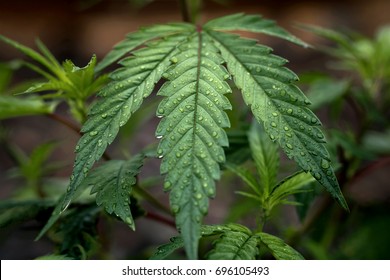 Cannabis Leaf Dew Drops