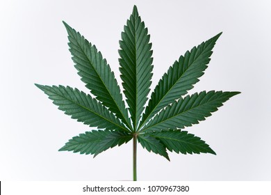 Cannabis Leaf Isolated On A White Background.