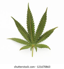 Cannabis Leaf Isolated On White Background