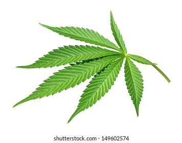 Cannabis Leaf Isolated On White Background