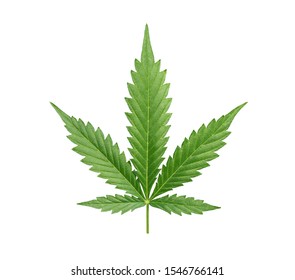 Cannabis Leaf Isolated On White