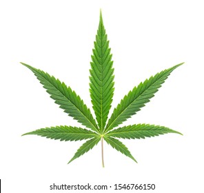 Cannabis leaf isolated on white