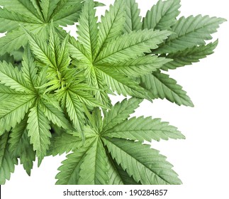 Cannabis Leaf Isolated On White Background