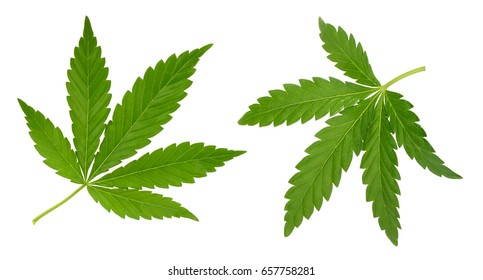 Cannabis Leaf Isolated On White Without Shadow