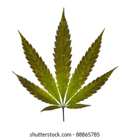 Cannabis Leaf Isolated On White