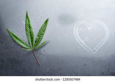 Cannabis leaf, cannabis, legal and black market on wet glass