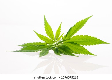 Cannabis leaf, marijuana leaf isolated on white