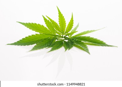 Cannabis-Blatt, Marihuana-Blatt einzeln auf Weiß