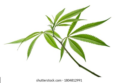 Cannabis leaf, Marijuana leaves on branch isolated on white background with clipping path 