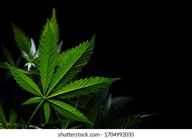 Cannabis Leaf On Black Background