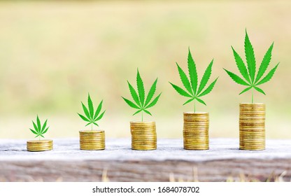 Cannabis Leaf On Coins Stack.Marijuana Growing Business Concept.